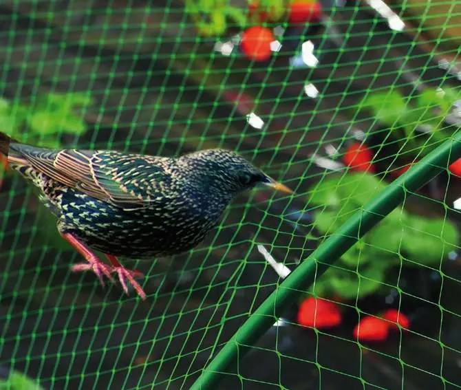Nortene Bird Netting – Crop & Fruit Tree Protection Mesh | Multiple Sizes 1